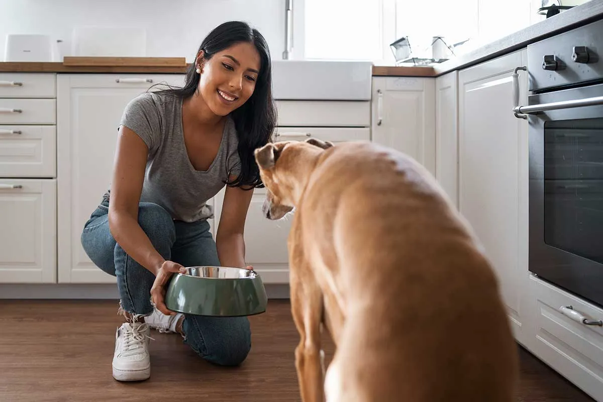 7 Receitas de Comida Caseira para Cães e Gatos que Eles Vão Adorar 7 Receitas de Comida Caseira para Cães e Gatos que Eles Vão Adorar